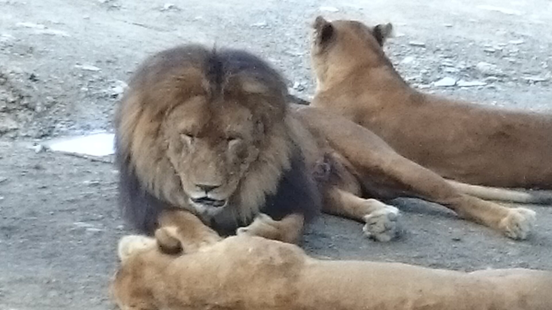 群馬サファリパーク🐯