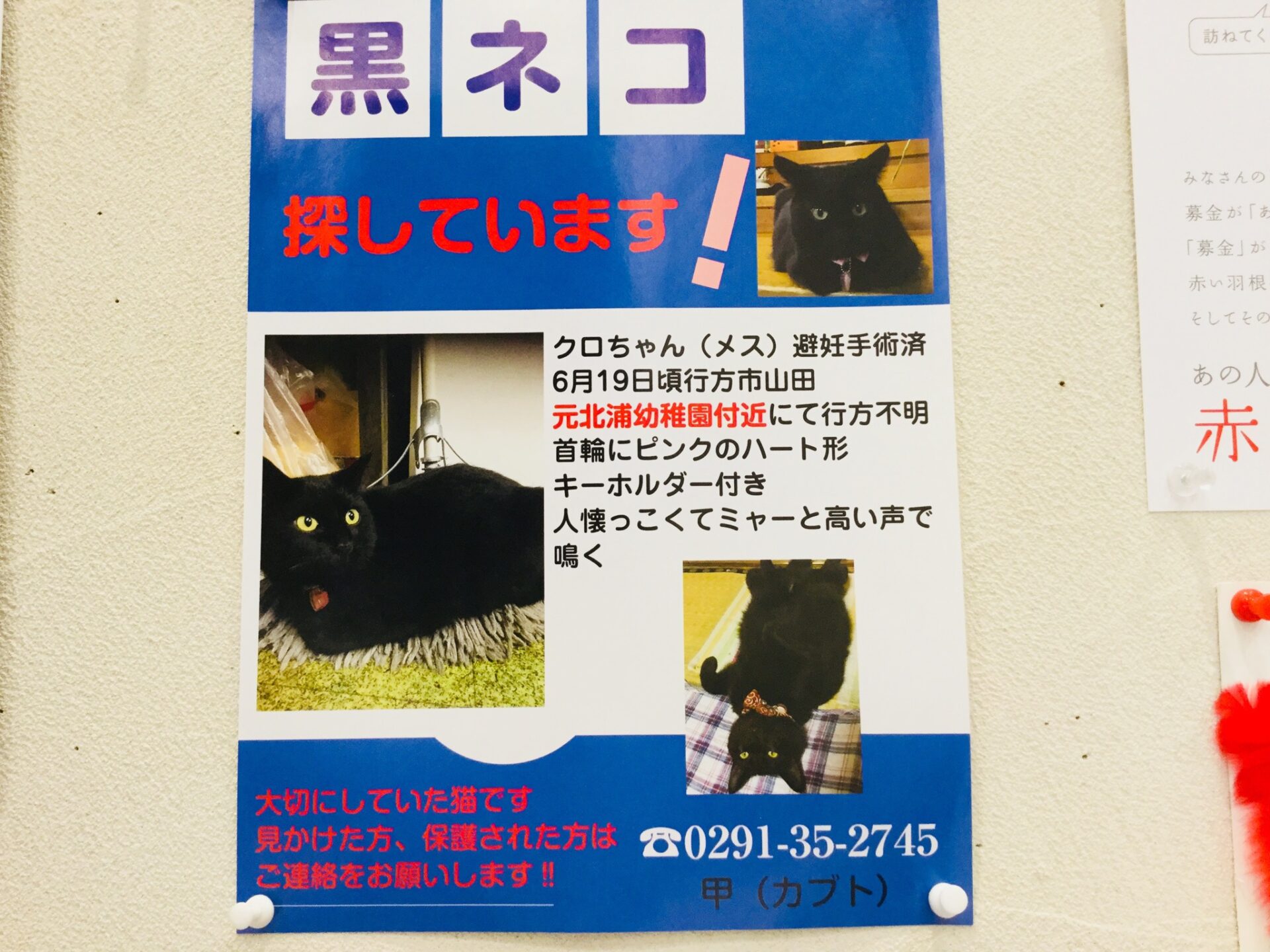 黒ネコさん